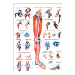 Anatomical Chart "Lower Limb"