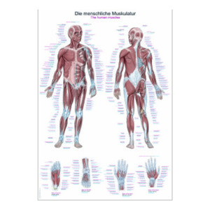 The human muscles (engl./german)